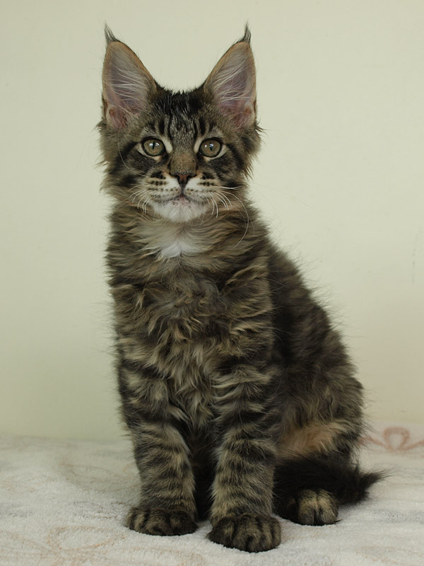 kocięta maine coon