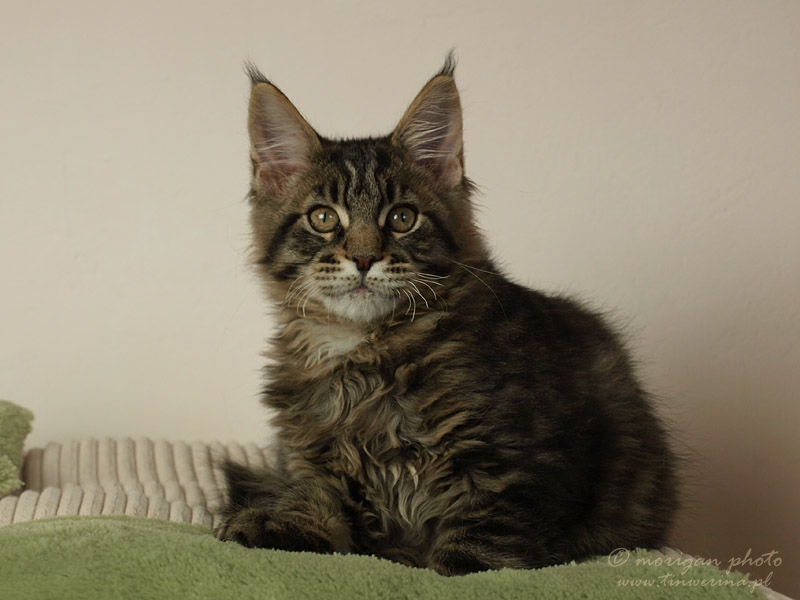 kocięta maine coon