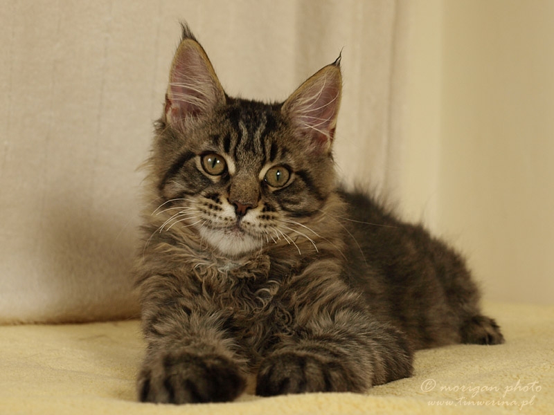kocięta maine coon