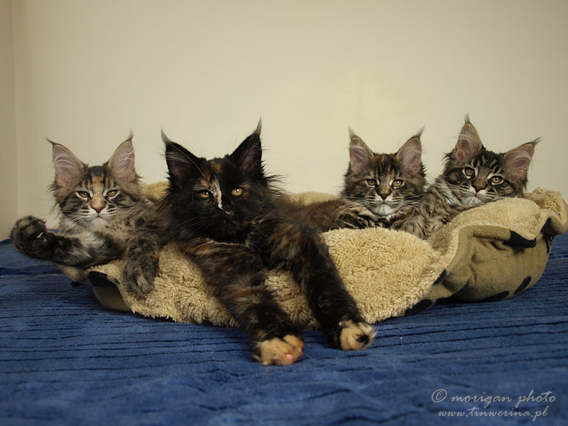 kocięta maine coon