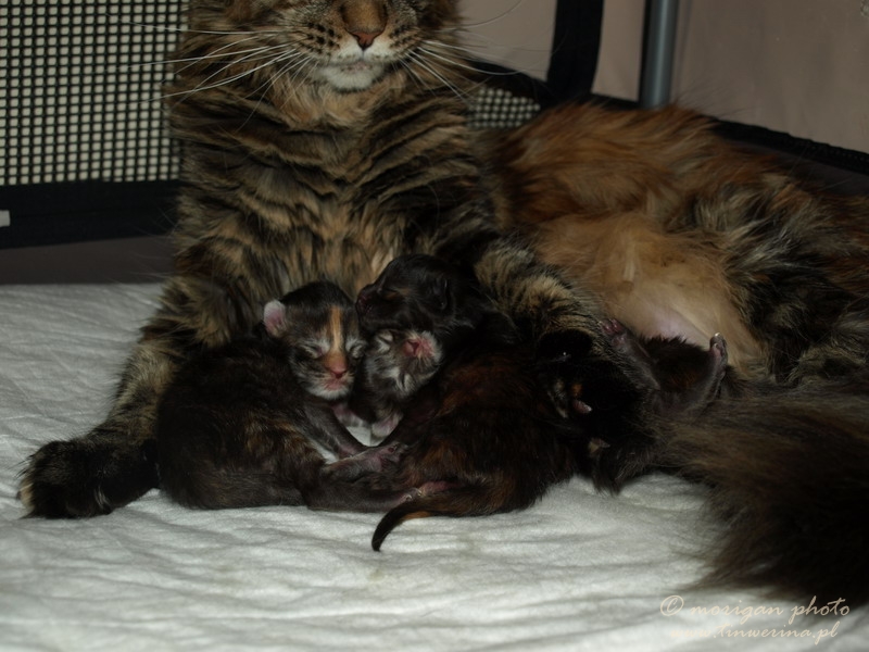 kocięta maine coon