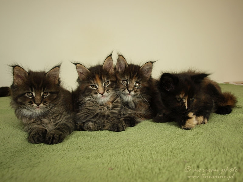 kocięta maine coon