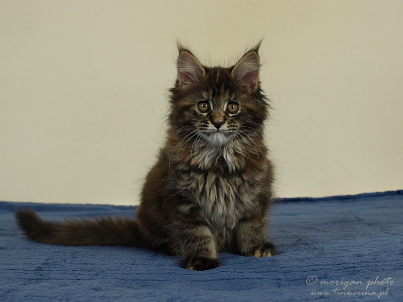 kocięta maine coon