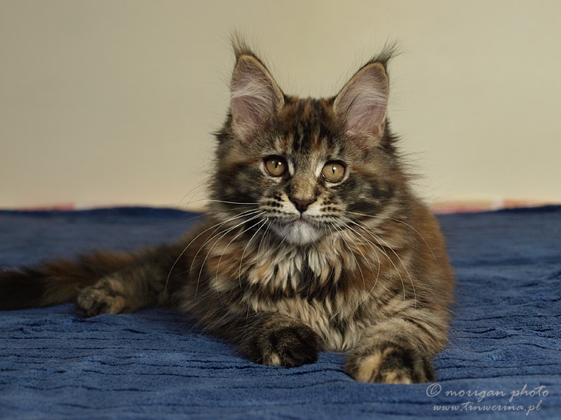 kocięta maine coon