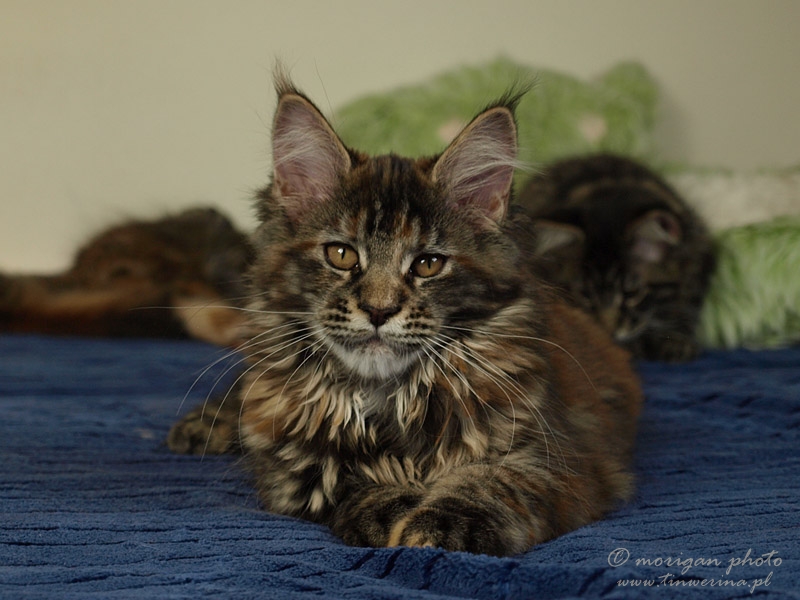 kocięta maine coon