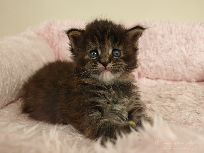 kocięta maine coon