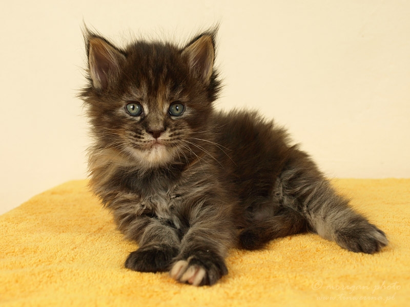 kocięta maine coon