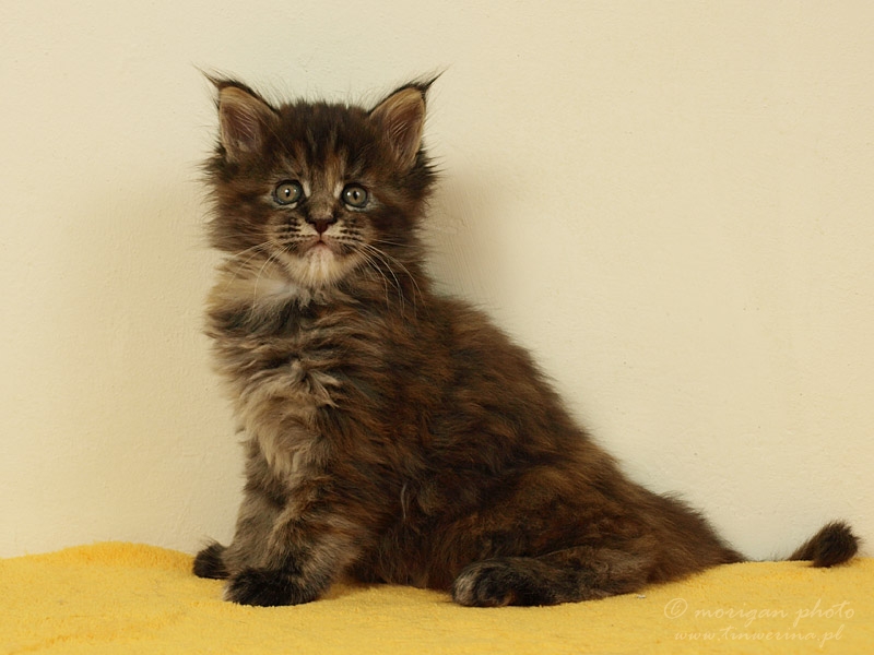 kocięta maine coon