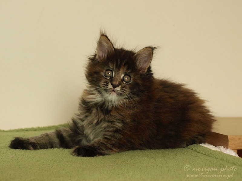 kocięta maine coon