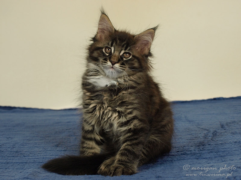 kocięta maine coon