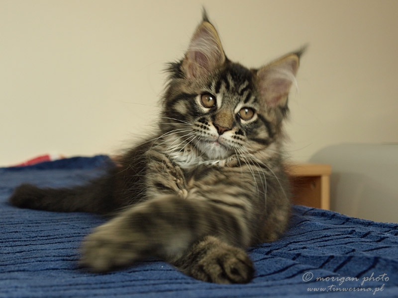 kocięta maine coon