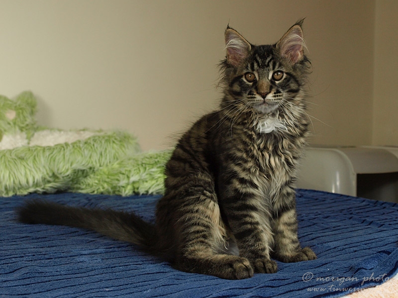 kocięta maine coon