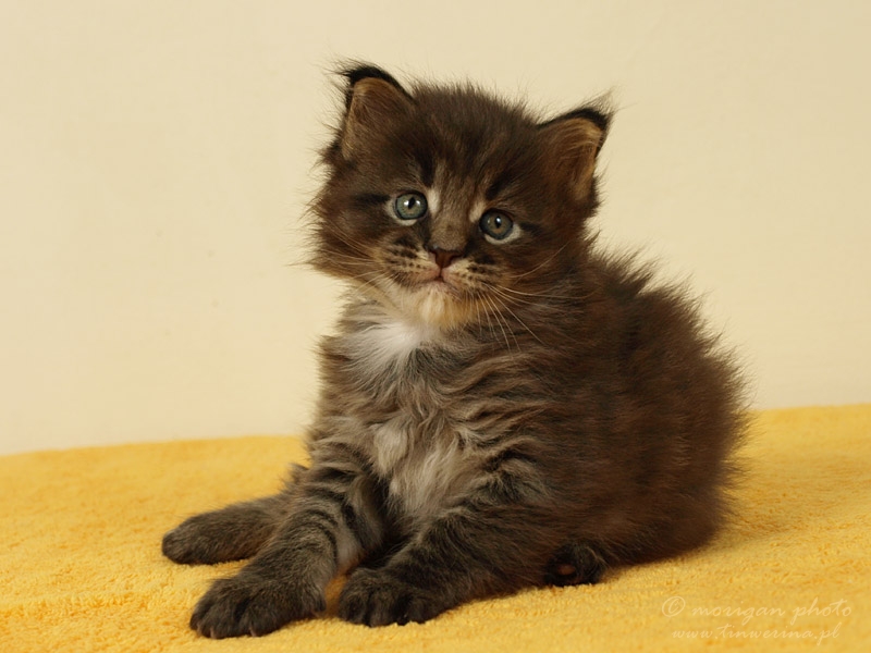 kocięta maine coon