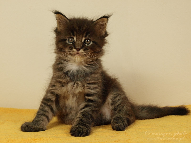 kocięta maine coon
