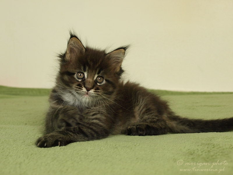 kocięta maine coon