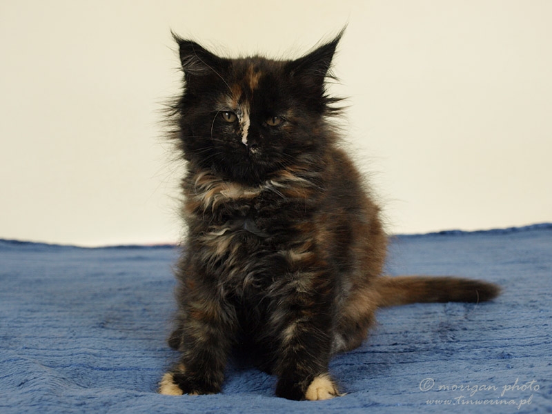 kocięta maine coon