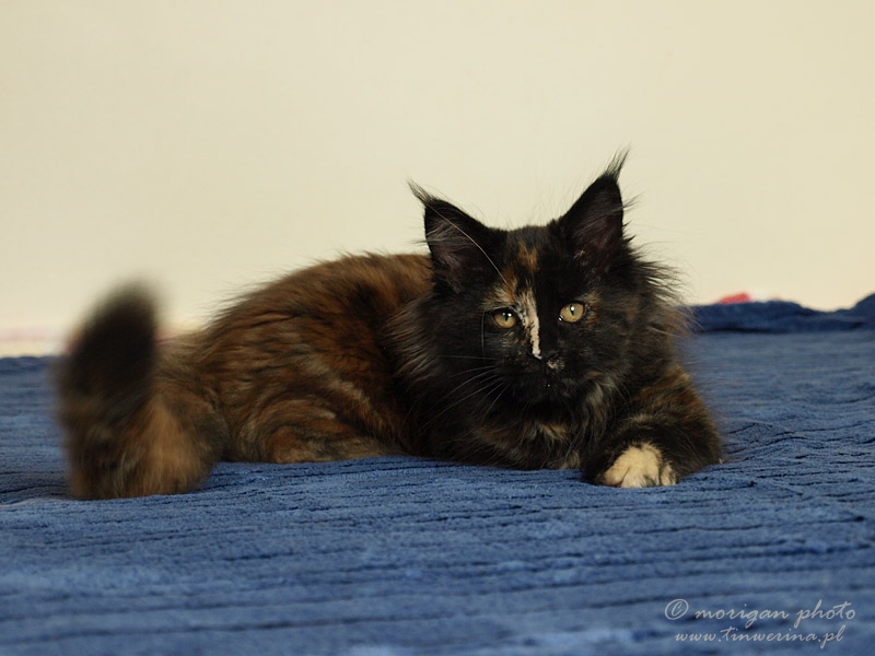 kocięta maine coon