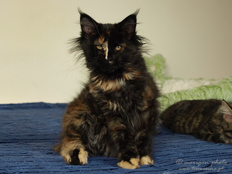 kocięta maine coon