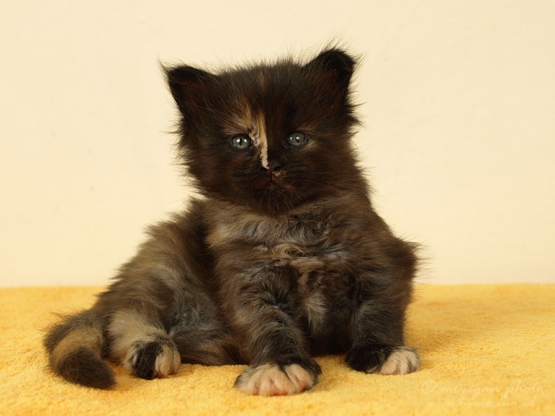 kocięta maine coon