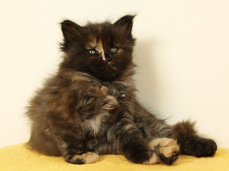 kocięta maine coon
