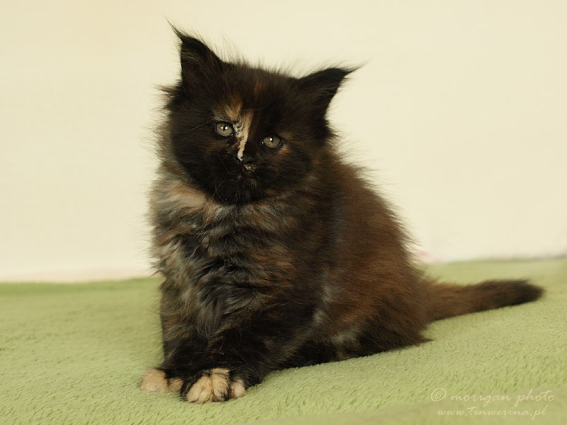 kocięta maine coon