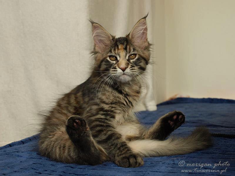 kocięta maine coon