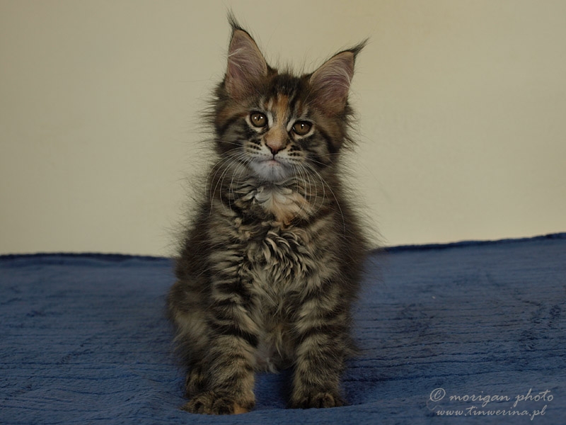 kocięta maine coon