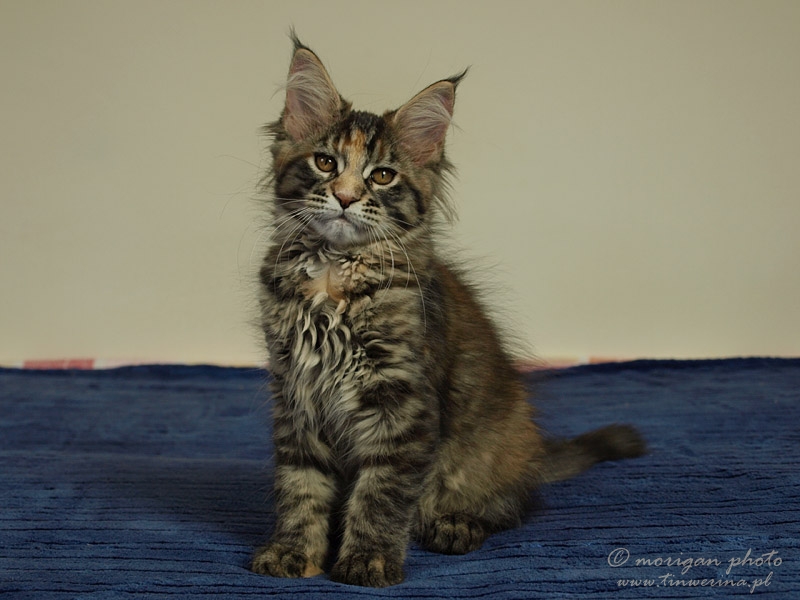kocięta maine coon