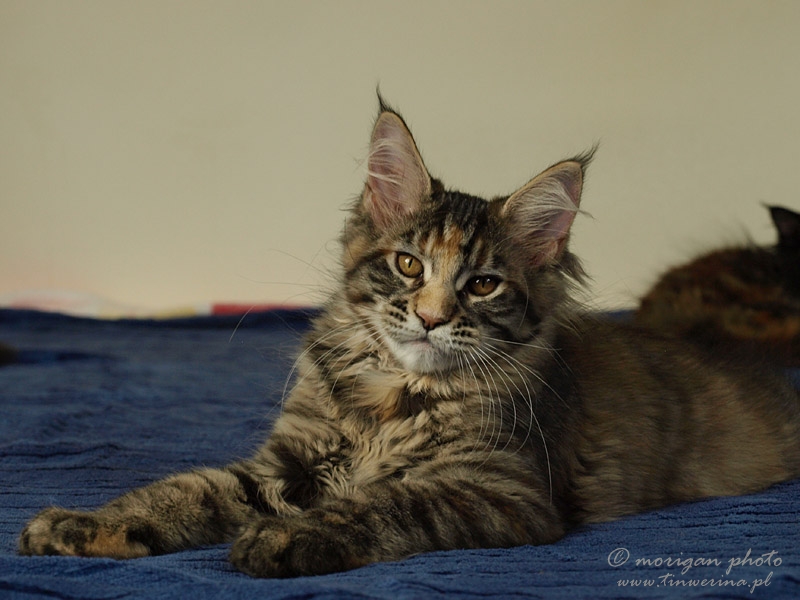kocięta maine coon
