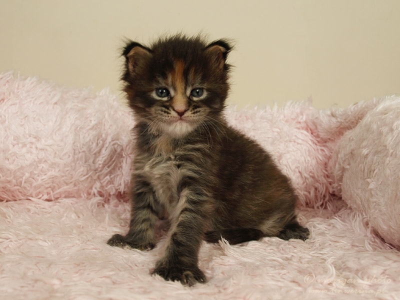 kocięta maine coon
