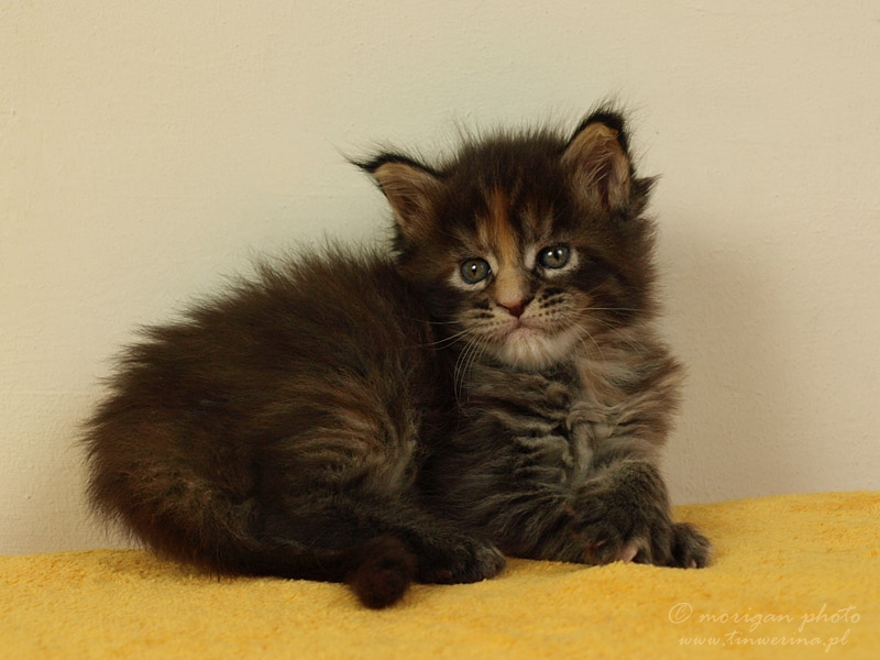 kocięta maine coon
