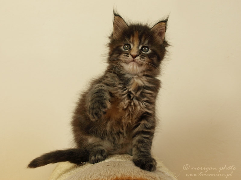 kocięta maine coon