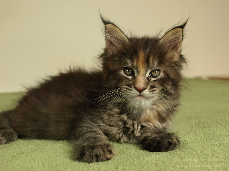 kocięta maine coon