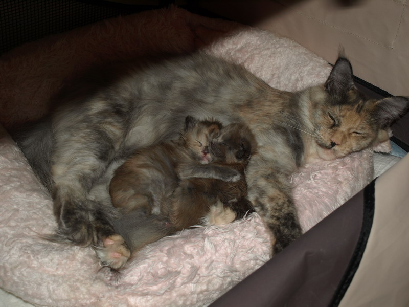 kocięta maine coon