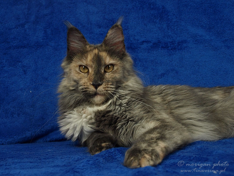 kocięta maine coon