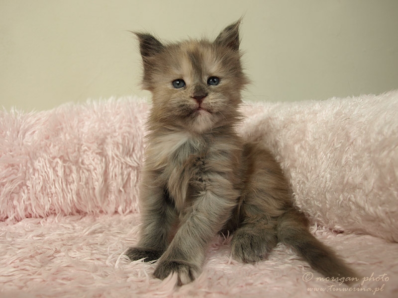 kocięta maine coon