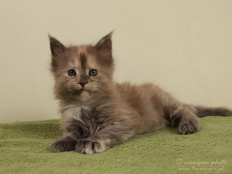 kocięta maine coon