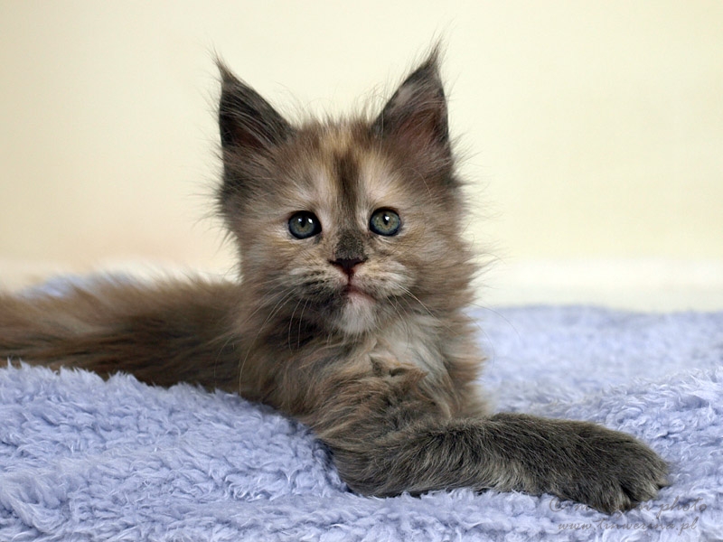 kocięta maine coon
