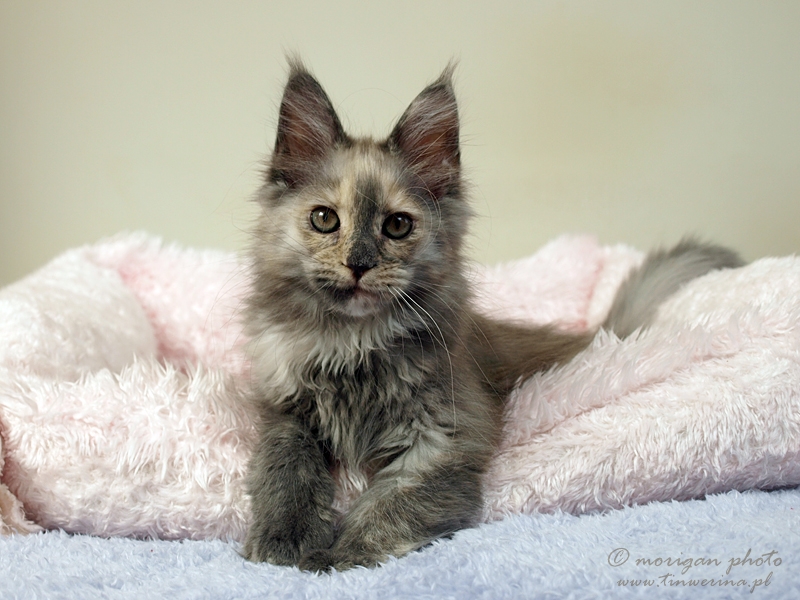 kocięta maine coon