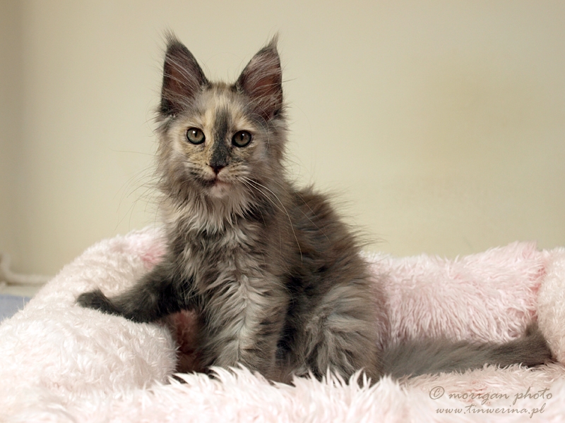 kocięta maine coon