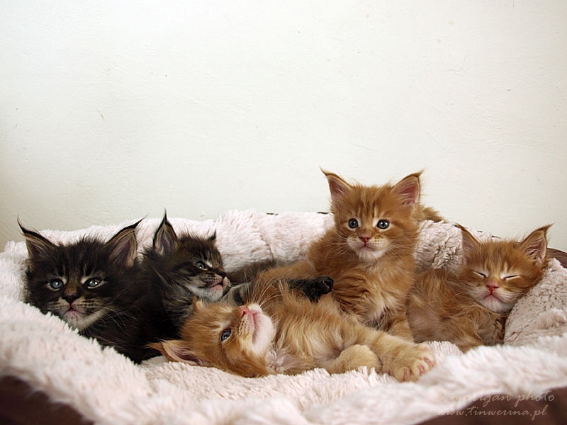 kocięta maine coon