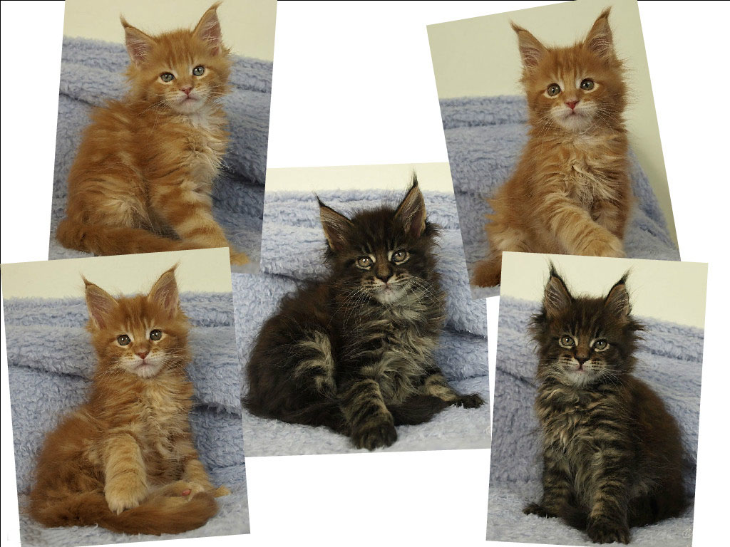 kocięta maine coon