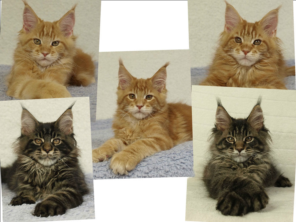 kocięta maine coon
