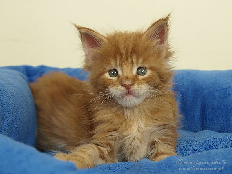kocięta maine coon