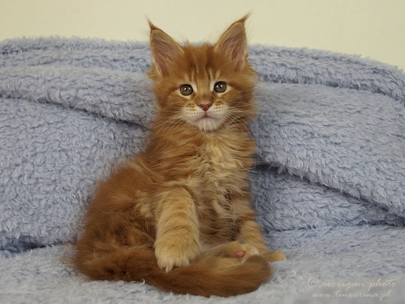 kocięta maine coon
