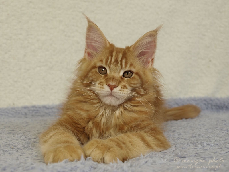 kocięta maine coon