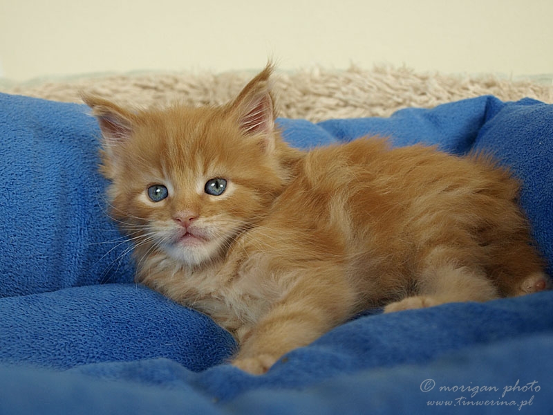 kocięta maine coon