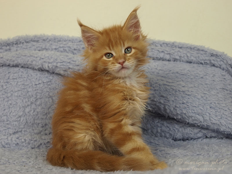 kocięta maine coon