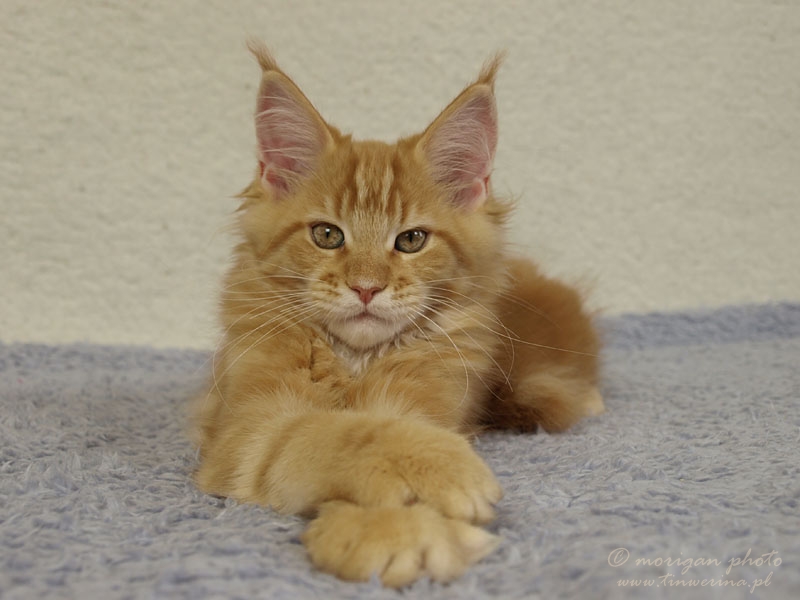 kocięta maine coon