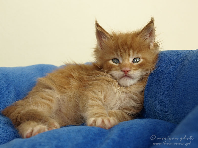 kocięta maine coon